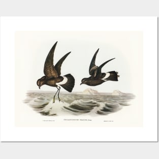 Wilson's Storm Petrel Posters and Art